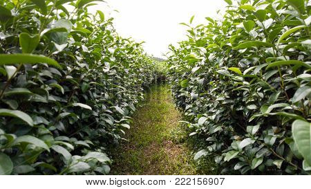 tea trees in tea plantations, view of tea plantations