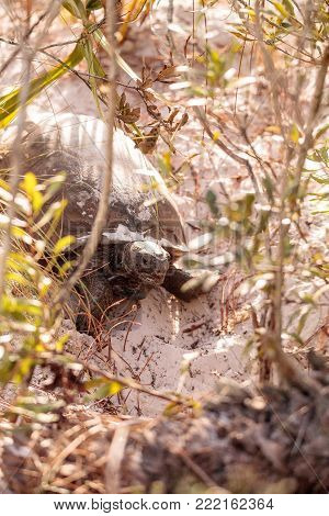Gopher Tortoise Gopherus Polyphemus
