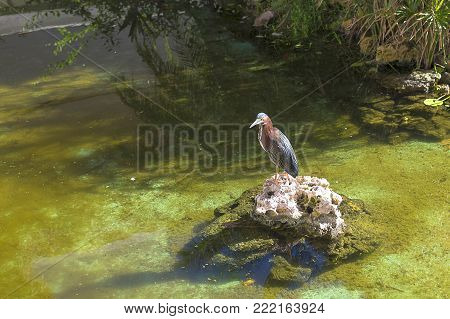 The Cuban Trogon is a species of the trogon family. National bird of Cuba. Its plumage of red, blue and white corresponds to the colors of the Cuban national flag