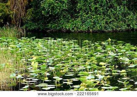Lillypads in the nature center, beautiful waterscape