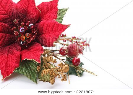 크리스마스 꽃 포 인 세 티아 흰 배경에 고립
