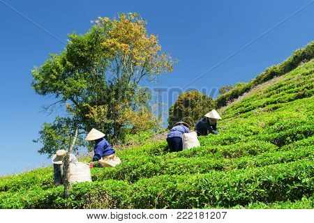 Tea Pickers Collecting Bright Green Tea Leaves On Plantation