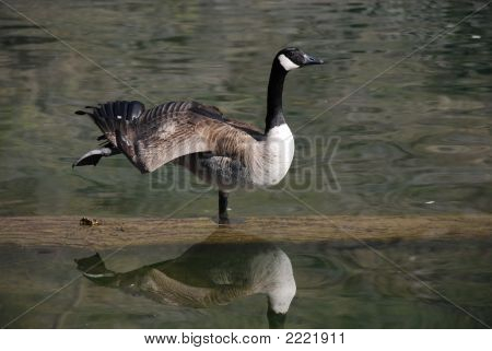 Goose