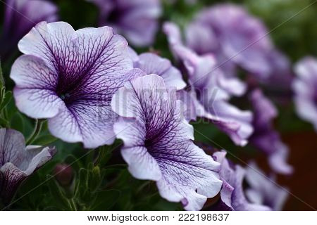 Very beautiful and gentle flowers of a surfinia with blue petals which are decorated by a violet pattern.