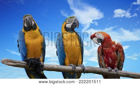 a cute ara ararauna parrot on perch