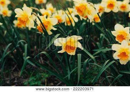 Panoramic view on White spring narcissus flowers. tropical flower also known as daffodil, daffadowndilly, and jonquil