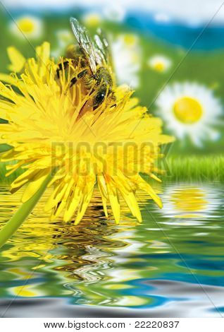 kleine Biene auf einer Blume über Wasser