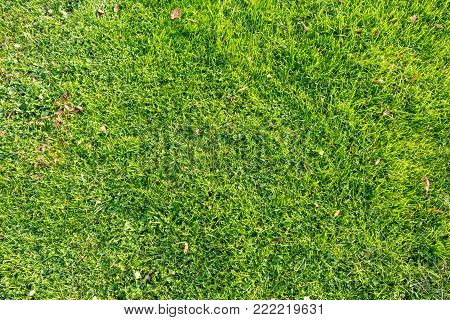 natural green grass background. green grass field photo background. spring banner of fresh green grass. grass image for backdrop or seasonal card. summer land lawn. playground area for summer sport