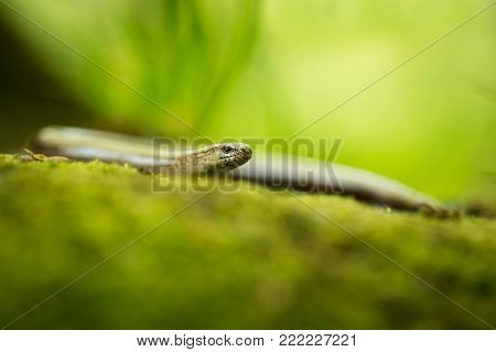 Anguis fragilis. Expanded throughout Europe. Not in Scandinavia. The wild nature of the Czech Republic. From the life of reptiles. Free nature. Spring. Photographed in the Czech Republic. Forest. Nature.