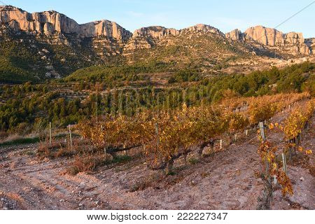Sunset in the vineyards of the Priorat near de village of Morera de Montsant, Tarragona province, Catalonia, Spain