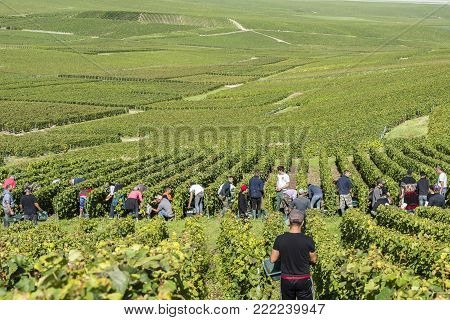 Cramant, France - August 11, 2017: Harvest of the Champagne grapes with many grape pickers.