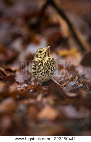Turdus philomelos. It is spread throughout Europe. Wild nature of Czech. Bird in leaves. Young. Free nature. From bird life. Beautiful picture. Spring nature. Forest. Czech Republic. Color image.