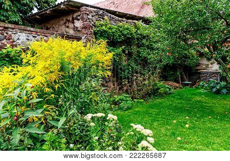 Goldenrod (Solidago virgaurea) - perennial golden flowering plant and an apple tree on a farm backyard