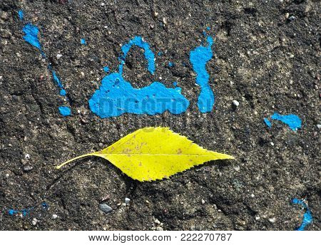 yellow leaf on the road near a blue spot
