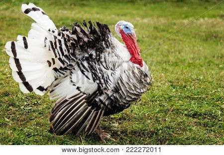 Turkey cock  in an open field of grass