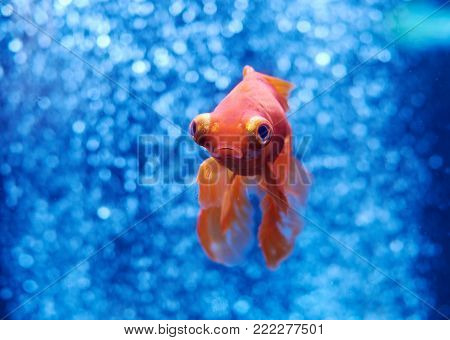 Laced Moray Eel (gymnothorax Favagineus)