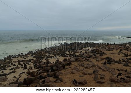 Colony of cape fur seals from Cape Point, Namibia