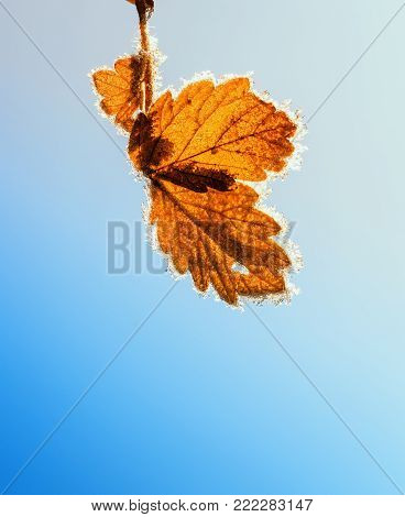 bright leaves autumn tree hanging covered with sparkling crystals of frost in the garden in sunlight