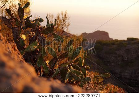 cactus at sunset in Tenerife Canary Islands