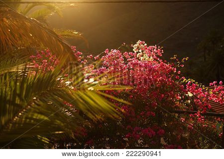 pink flowers at sunset in Tenerife Canary Islands