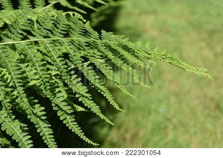 Nice Green Fern Plant Growing In A Garden