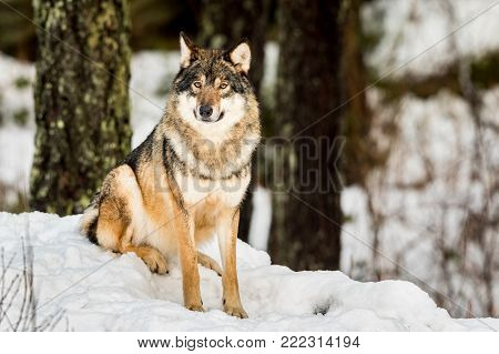 Gray wolf, Canis lupus, sitting and looking in camera with snow and forest in the background. Captive animals in Dyreparken, Kristiansand, Norway