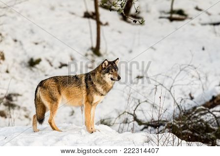 Gray wolf, Canis lupus, standing looking right, in a snowy winter forest. Captive animals in Dyreparken, Kristiansand, Norway