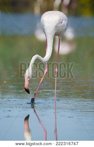 Wild Birds Big Pink Flamingo In National Park, Provence, France