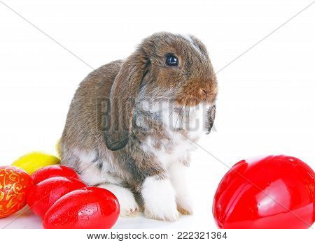 Easter bunny rabbit lop with eggs on isolated white background. Cute.