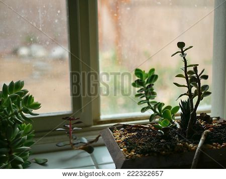 Rainy Overcast Day Succulent Plants in Windowsill