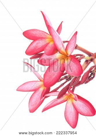 leelawadee flowers an isolated on white background