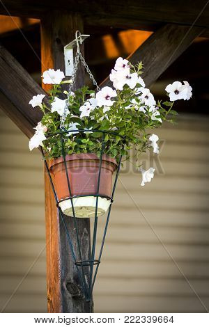 Flower kashpo hanging on the porch at sunset