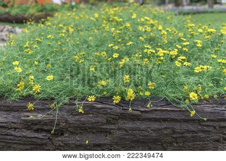 Yellow bloom flowers on the timber, among garden.