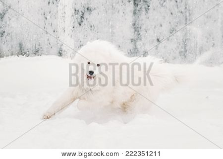 Funny Young White Samoyed Dog Bjelkier, Smiley, Sammy Playing Fast Running Outdoor In Snow, Winter Season. Playful Pet Outdoors.