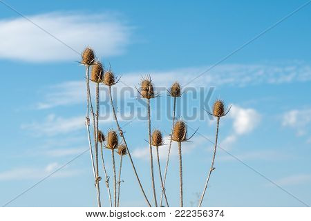 Dry thistle heads under blue sky, closeup