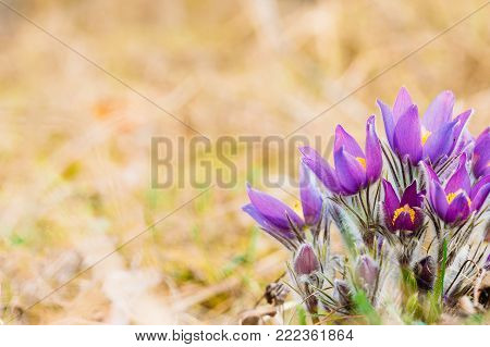 Wild Spring Flowers Pulsatilla Patens. Flowering Plant In Family Ranunculaceae, Native To Europe, Russia, Mongolia, China, Canada And United States.