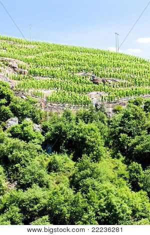 vigneto Grand cru, Cote Rotie, Rhone-Alpes, Francia