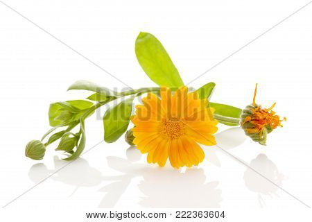 Healthy Calendula Flower With Leaves Isolated On White Background. Calendula Officinalis.