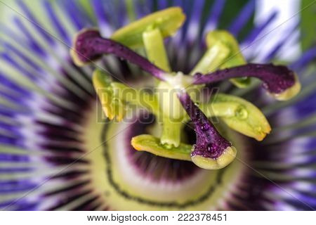 Passiflora passionflower with dew water drops . Big beautiful flower