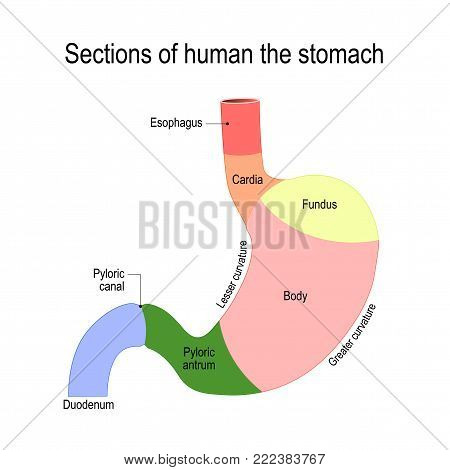 Sections of the stomach. parts and regions: duodenum, esophagus, sphincter and body stomach. Human anatomy. flat illustration for medical, science, and educational use. Detailed diagram of the structure from inside of the stomach. digestive system of the