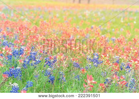 Texas Bluebonnet And Indian Paintbrush Blossom In Ennis, Texas, Usa At Springtime
