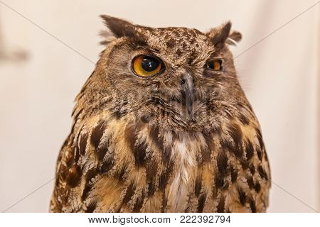 Owl on white background with yellow eyes. Owl in the white background.