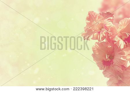 A branch of pink gladiolus on a gentle tinted background. Beautiful Delicate flower. Square