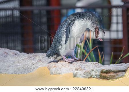 An adult Little Penguin regurgitate food for their youngsters to eat. Penguin Island in Rockingham, near Perth, Western Australia.