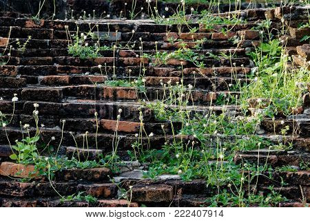 Wild flower grows on the old stone. Plant and adaptation concept.
การปรับปรุงการแก้ไข