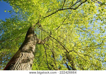 Spring Canopy Of Tall Tree. Deciduous Forest, Summer Nature At Sunny Day. Upper Branches Of Tree With Fresh Green Foliage. Low Angle View. Looking Up Woods. Greenery, Green: Pantone Color - Trend 2017