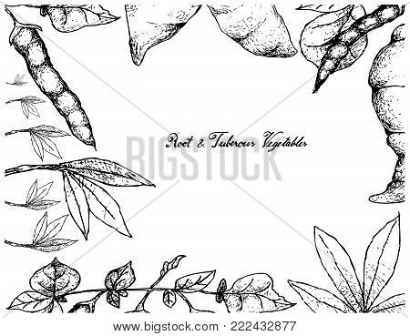Root and Tuberous Vegetables, Illustration Hand Drawn Sketch of Cassava and Ahipa Plants Isolated on White Background.