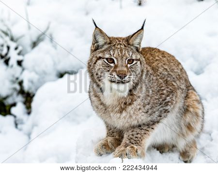 Eurasian lynx, Lynx lynx, sitting in the snow in Norway