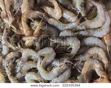 pacific white shrimp, whiteleg shrimp, sea asia.