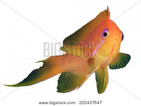 Lyretail Anthias fish (Fairy Basslet, Goldie, Goldfish) isolated on white background